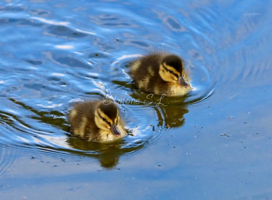 Mallard Ducklings 5 (photo)