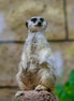 Meerkat 1 (photo)