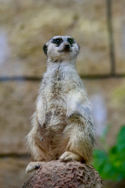 Meerkat 1 (photo)