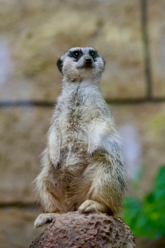 Meerkat 1 (photo)