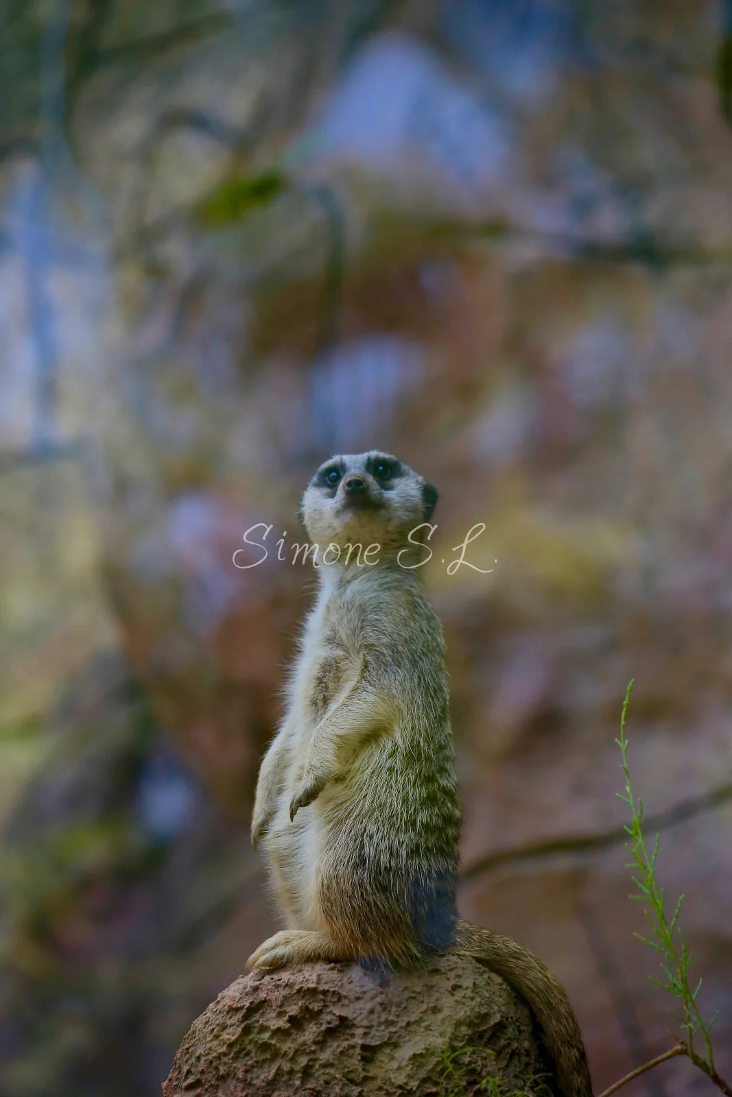 Meerkat 2 (photo)