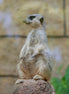 Meerkat 3 (photo)