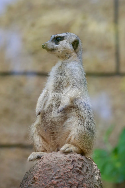 Meerkat 3 (photo)