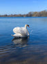 Morning Swim (photo)