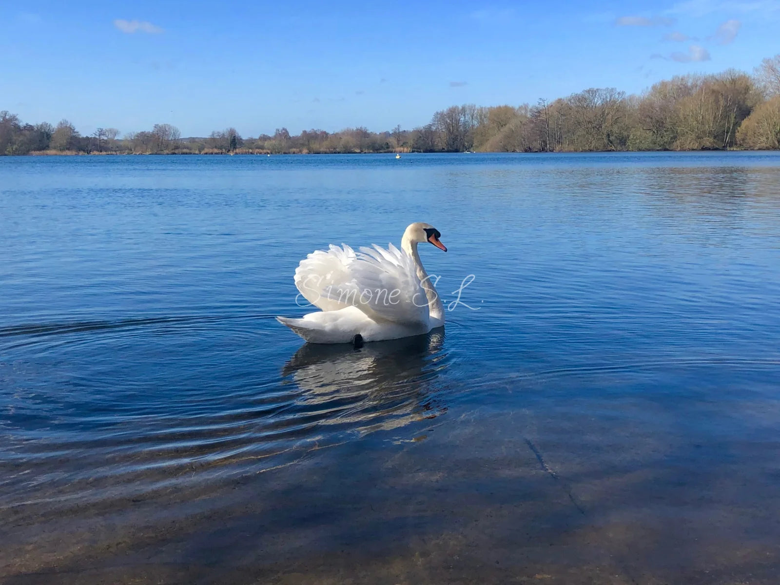 Morning Swim (photo)