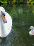 Mother & Child (photo)