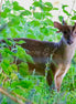Muntjac Deer 2 (photo)