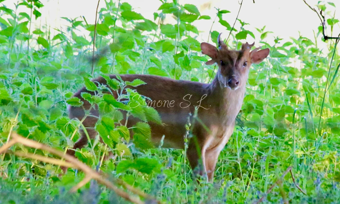 Muntjac Deer 2 (photo)