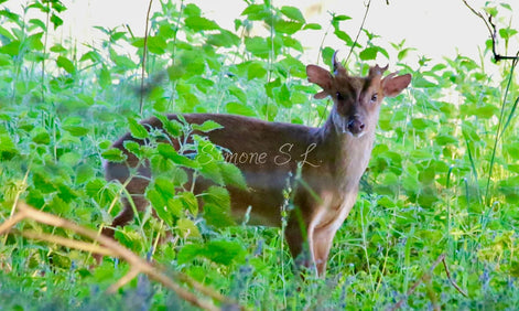 Muntjac Deer 2 (photo)