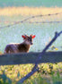 Muntjac Deer (photo)