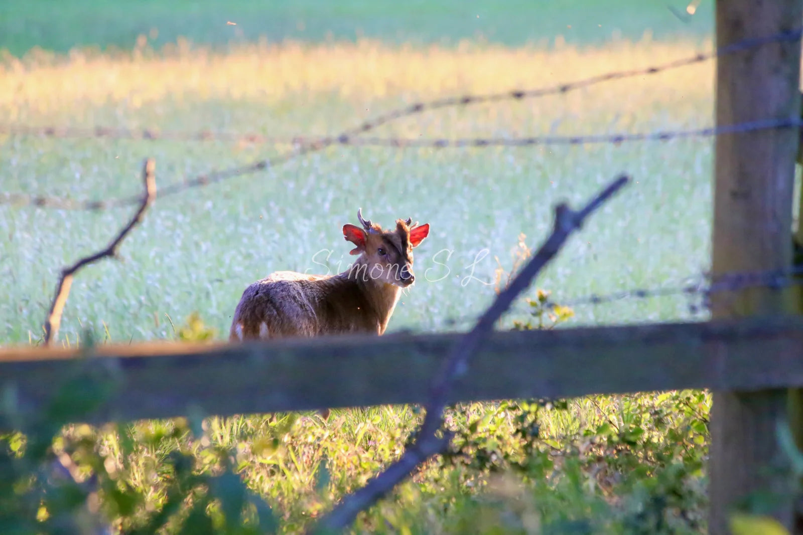 Muntjac Deer (photo)