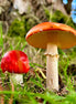 Mushrooms Upclose (photo)