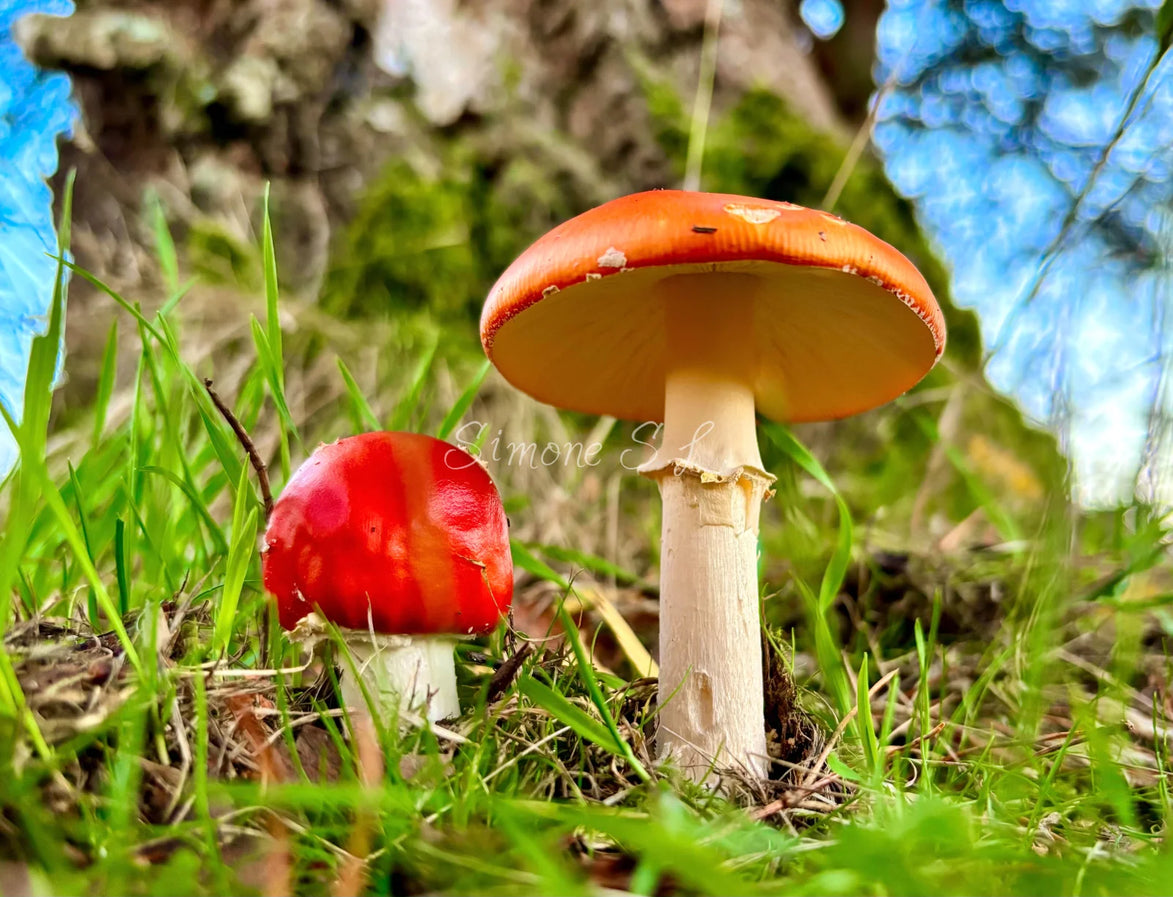 Mushrooms Upclose (photo)