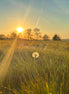 Nature 10 (photo)
