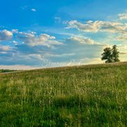 Nature 14 (photo) - 1