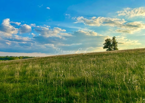 Nature 14 (photo) - 1