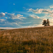 Nature 14 (photo) - 2