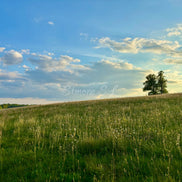 Nature 14 (photo)
