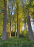 Nature 15 (photo)