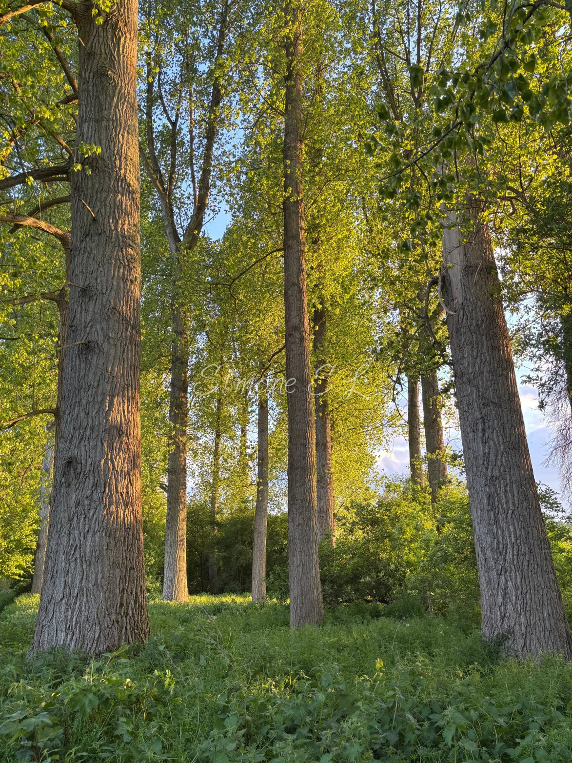 Nature 15 (photo)