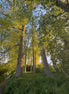 Nature 16 (photo)