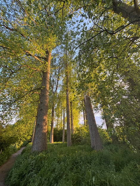Nature 16 (photo)