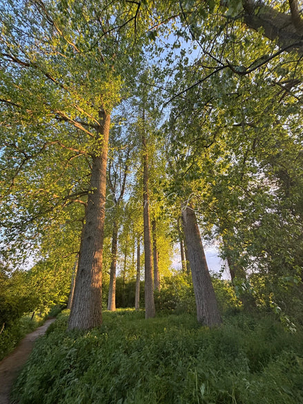 Nature 16 (photo)
