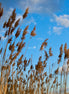 Nature 17 (photo)