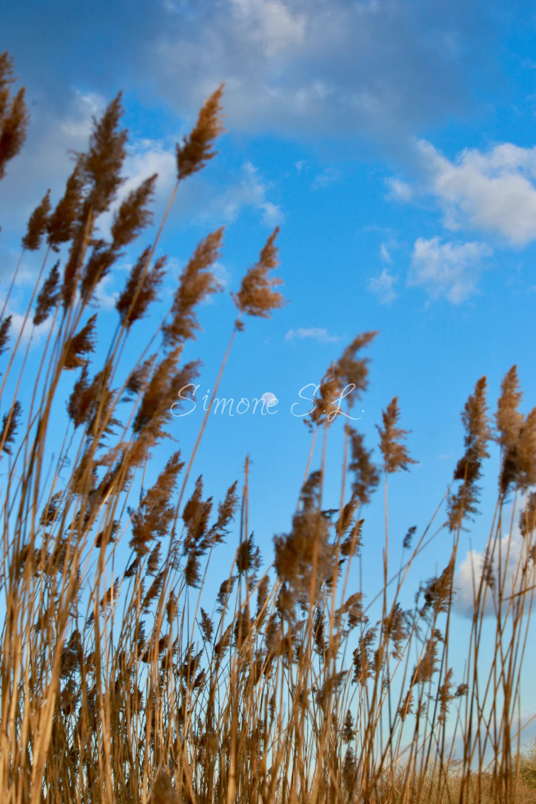 Nature 17 (photo)