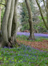 Nature 20 (photo)