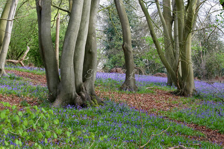 Nature 20 (photo)