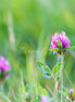 Nature 21 (photo)