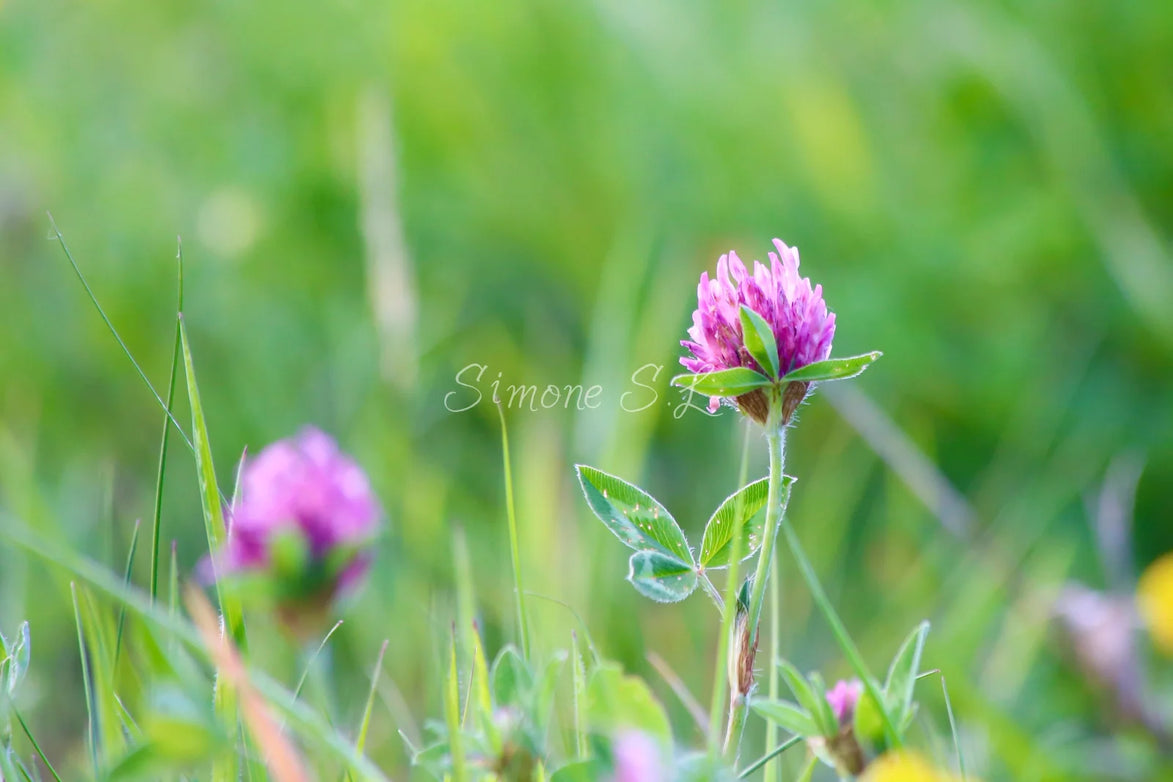 Nature 21 (photo)