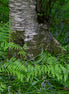 Nature 22 (photo)