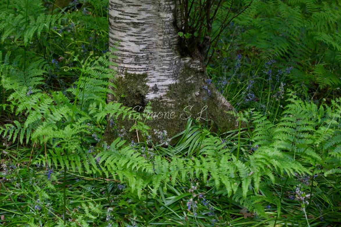 Nature 22 (photo)