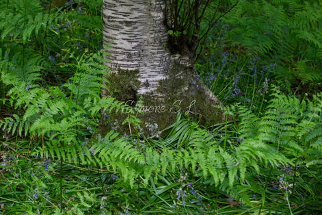 Nature 22 (photo)