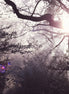 Nature 23 (photo) - 1