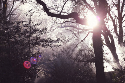 Nature 23 (photo) - 1
