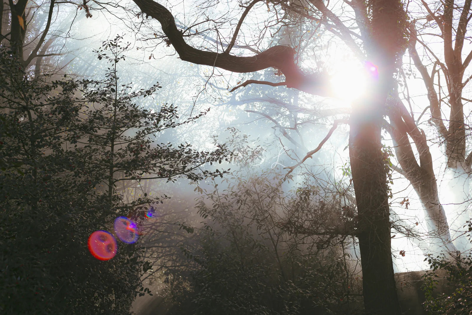 Nature 23 (photo) - 4