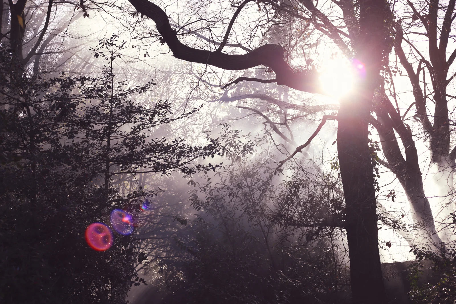 Nature 23 (photo)
