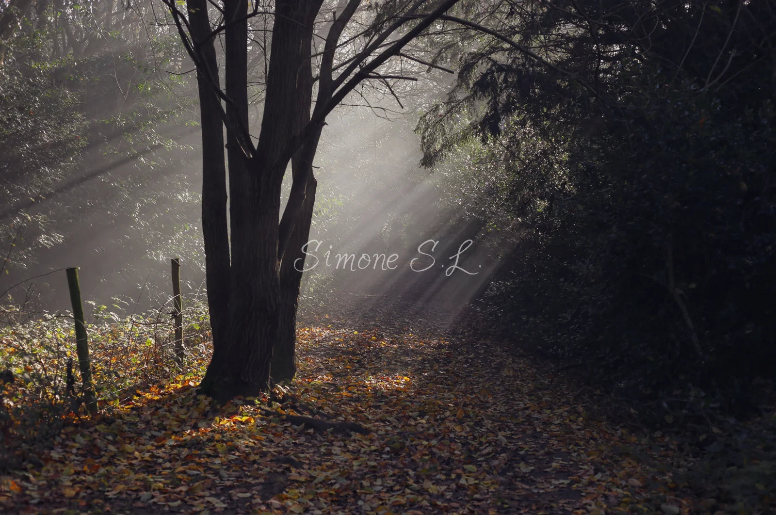Nature 24 (photo) - 1