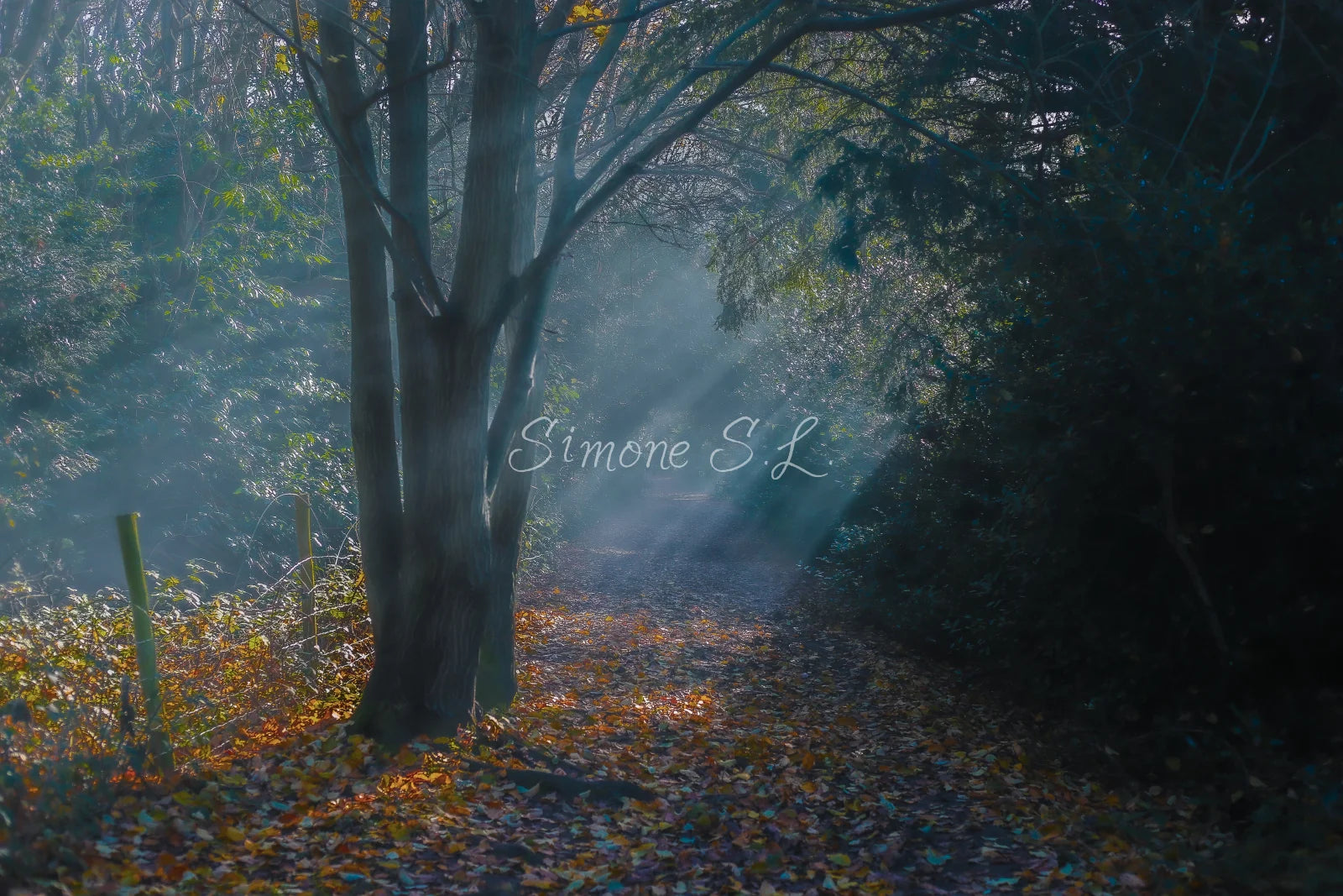 Nature 24 (photo) - 13