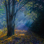 Nature 24 (photo) - 15