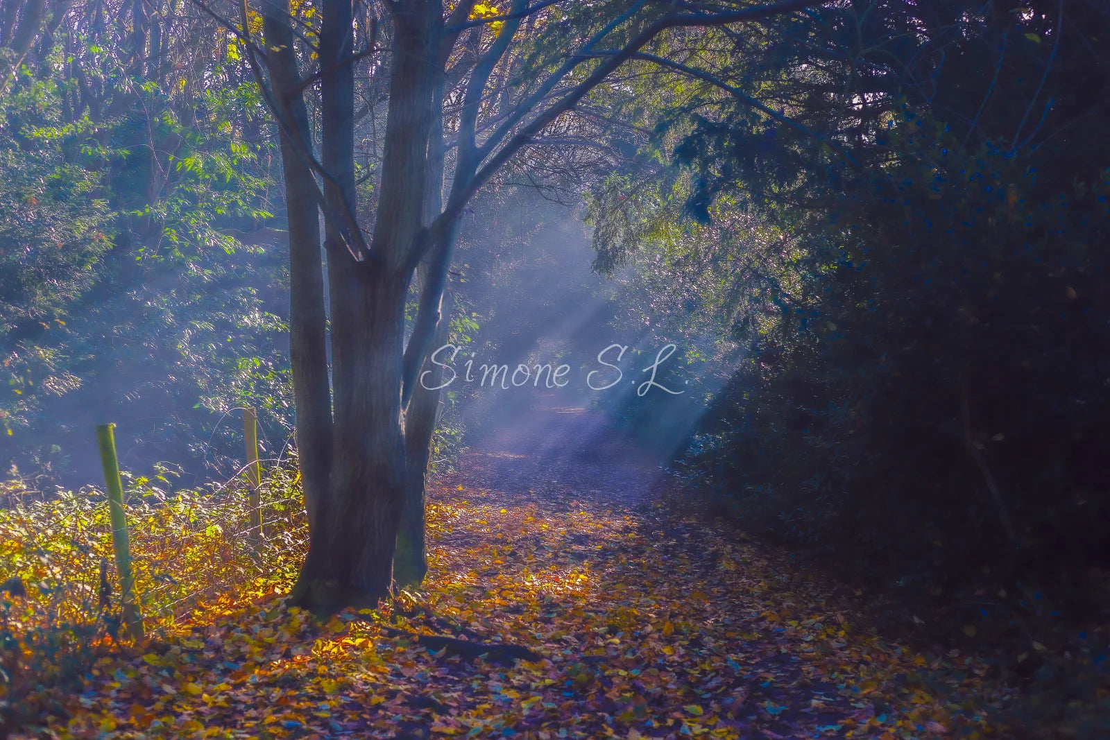 Nature 24 (photo) - 4