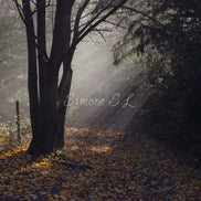 Nature 24 (photo)