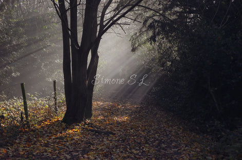 Nature 24 (photo)