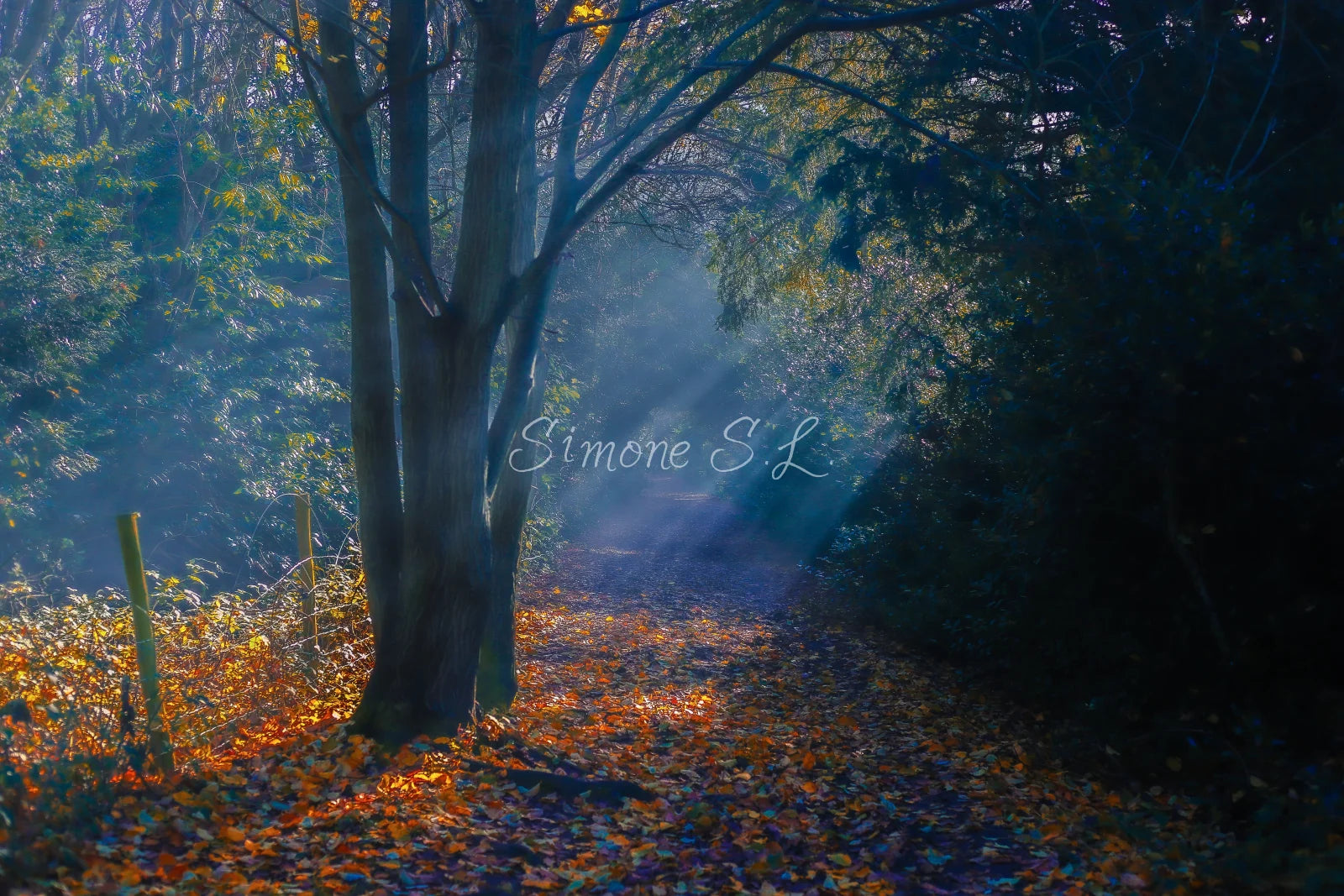Nature 24 (photo) - 5