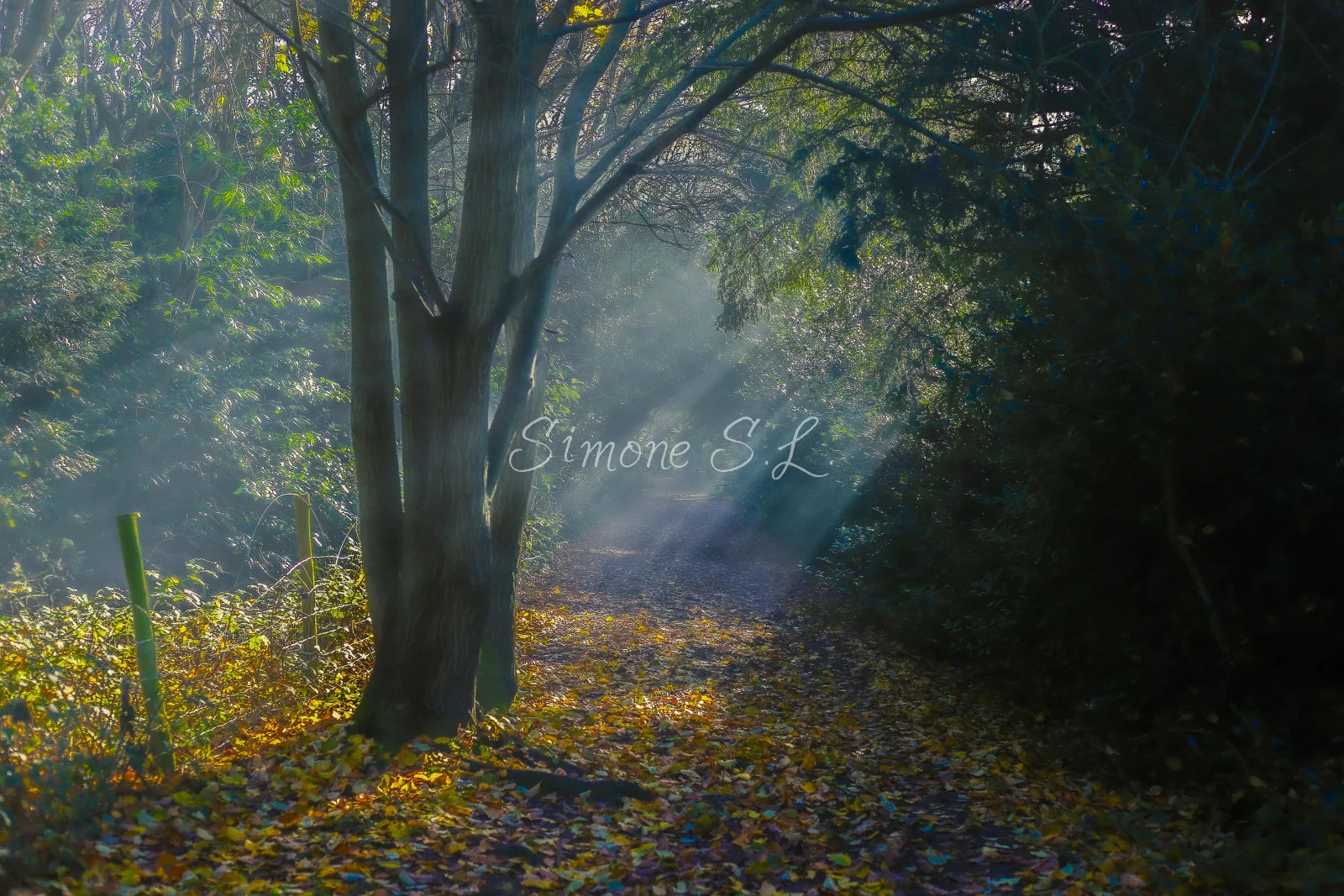 Nature 24 (photo) - 8