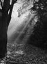 Nature 25 (photo)