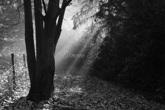 Nature 25 (photo)